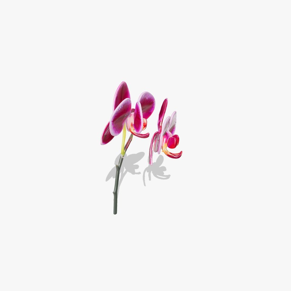 Elegant Cymbidium Orchid Flowers 3D Model Pack